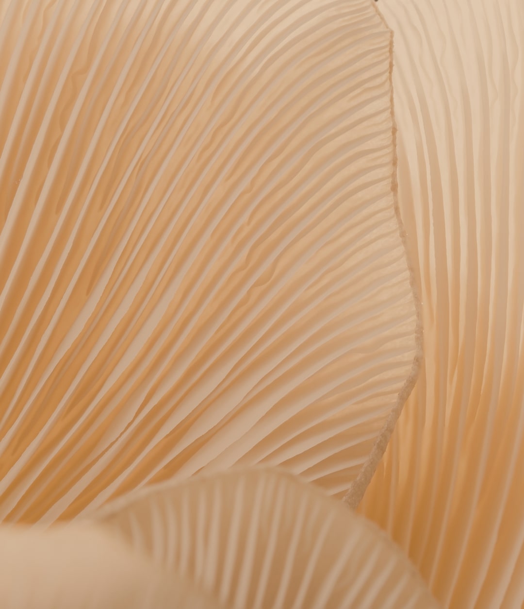 Learn More About Our Story